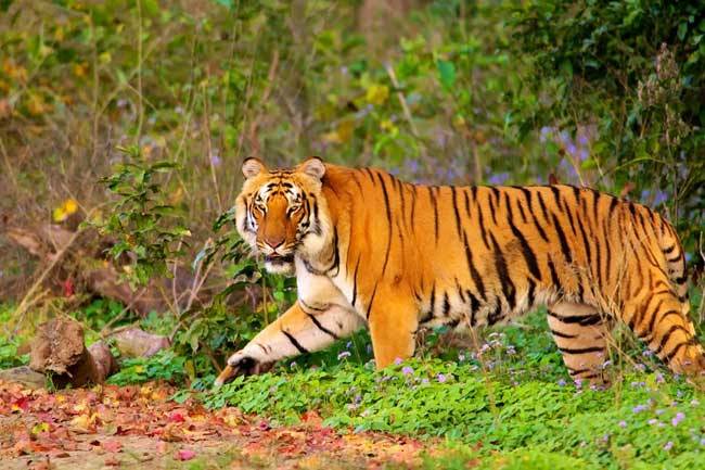 नैनीताल : कितने साल बाद खुला कॉर्बेट पार्क का ये रास्ता नैनीताल : कितने साल बाद खुला कॉर्बेट पार्क का ये रास्ता