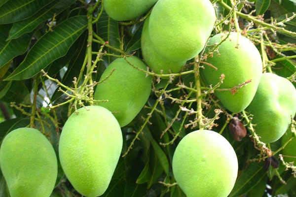 जानें लंगड़े आम का इतिहास जानें लंगड़े आम का इतिहास