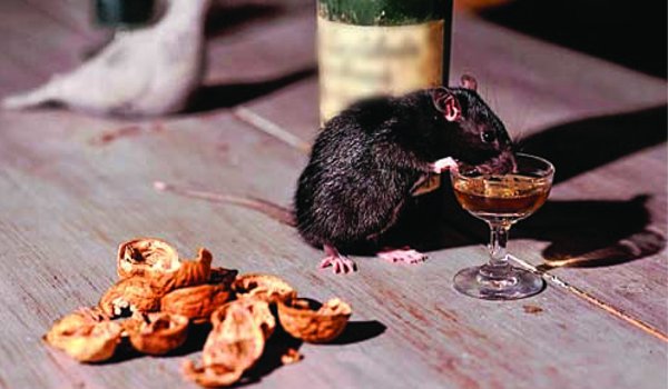 शराब पीने का आरोप ‘चूहों’ पर, नशे में गिरफ्तार हो रहे पुलिसकर्मी