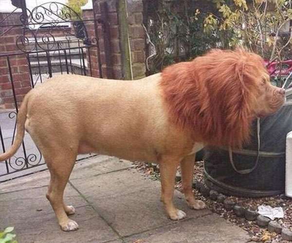 unique lion