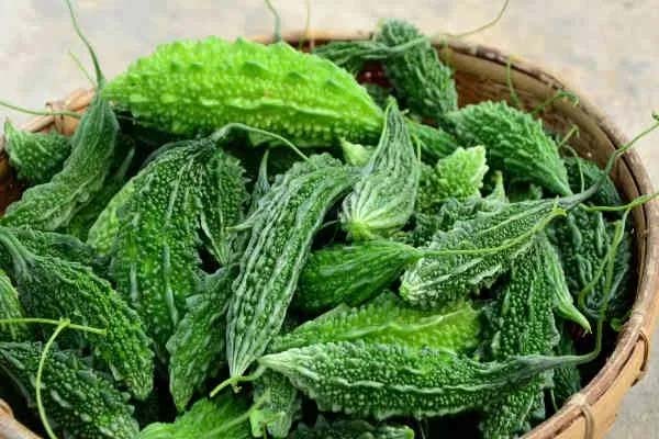 करेले के अनेकों फायदे तो नुकसान भी करेले के अनेकों फायदे तो नुकसान भी