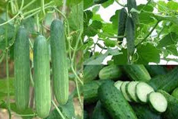 amazing benefits of cucumber for health