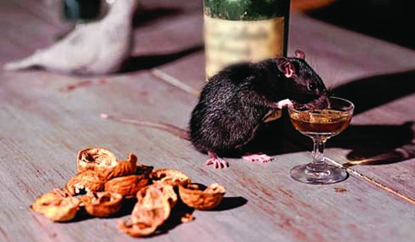 बिहार में शराब को ‘चूहों’ से बचाने के लिए गोदाम बना