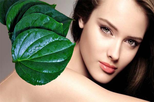 leaves of paan is beneficial for skin