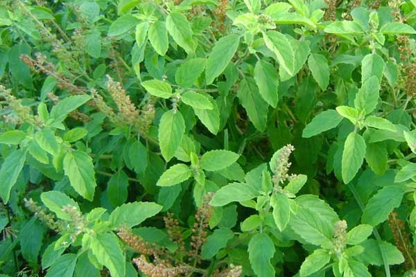 amazing benefits of tulsi