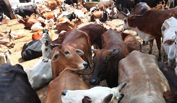 राजस्थान में गौसेवा के लिए 151 करोड़ रुपए जुटाए राजस्थान में गौसेवा के लिए 151 करोड़ रुपए जुटाए