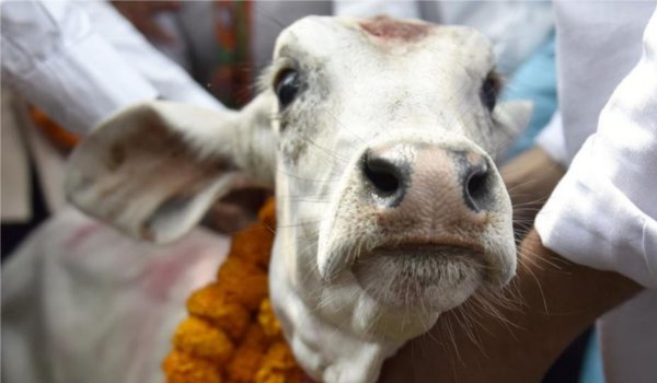 गोवा के सभी भाजपा विधायक 15-15 गाय पालें : कांग्रेस नेता