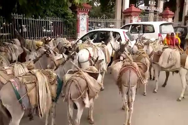 आखिर गधों को साथ लेकर महिलाएं क्यूं पहुंची कलक्ट्रेट आखिर गधों को साथ लेकर महिलाएं क्यूं पहुंची कलक्ट्रेट