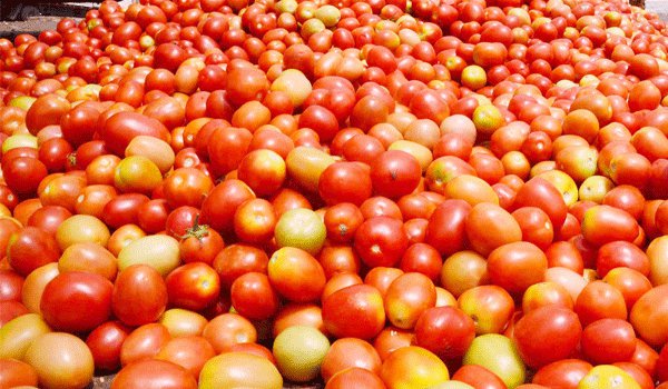Tomato Rs 100 per kg in Chhattisgarh