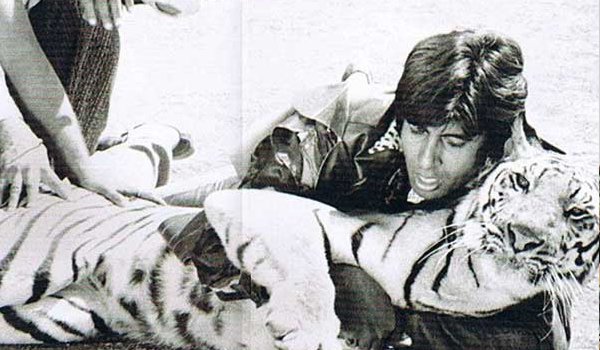 असली बाघ के साथ शूटिंग करना पागलपन था : अमिताभ