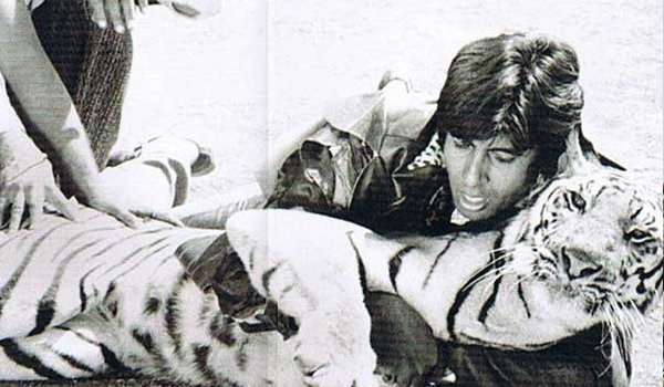 असली बाघ के साथ शूटिंग करना पागलपन था : अमिताभ असली बाघ के साथ शूटिंग करना पागलपन था : अमिताभ