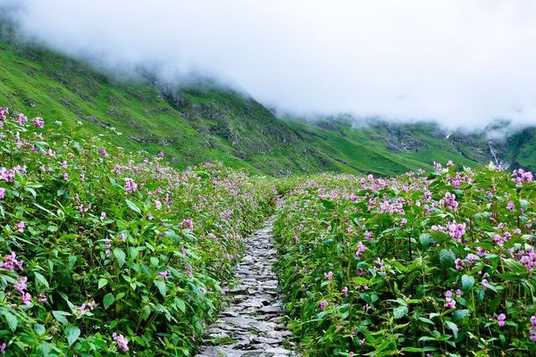 फूलों की घाटी उत्तराखंड जाना हैं तो जाए इस मौसम मे