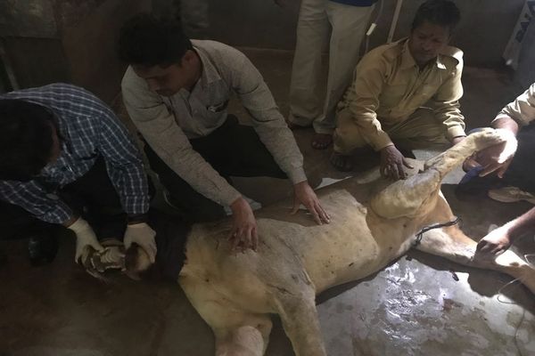 उदयपुर के बॉयोलोजिकल पार्क में शेरनी ‘महक’ अस्वस्थ उदयपुर के बॉयोलोजिकल पार्क में शेरनी ‘महक’ अस्वस्थ