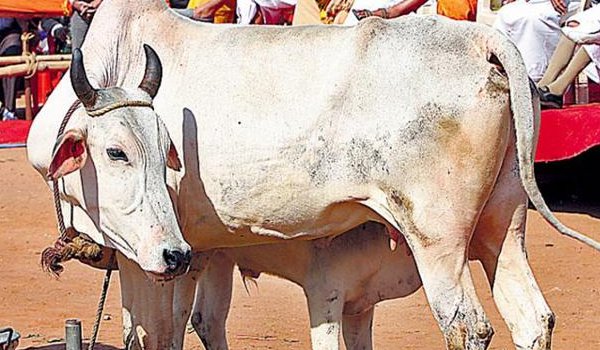 छत्तीसगढ़ : गायों के लिए एंबुलेंस सेवा 10 जिलों में शुरू होगी