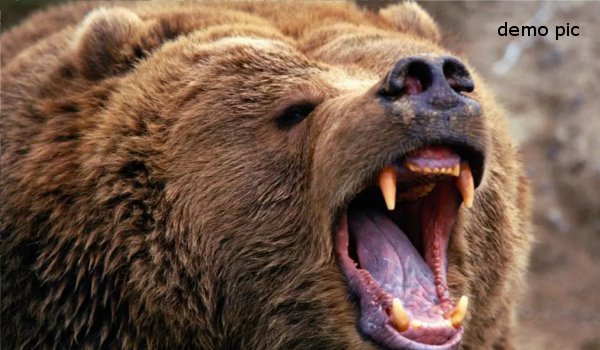उदयपुर : मादा भालू के हमले में युवक गम्भीर रूप से घायल