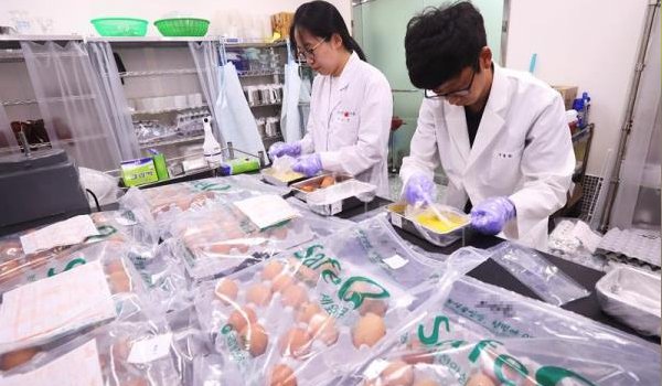 दक्षिण कोरिया में फिर मिले कीटनाशकयुक्त जहरीले अंडे