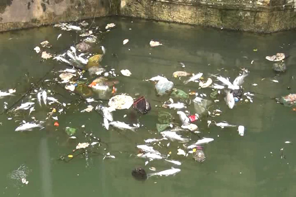 स्वरूप सागर – फतहसागर लिंक नहर में मछलियां मरीं स्वरूप सागर – फतहसागर लिंक नहर में मछलियां मरीं