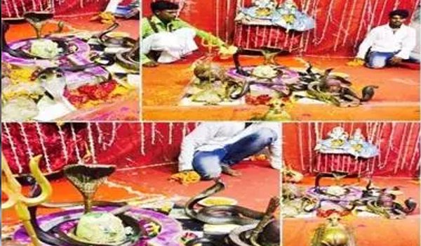 नागलोक में सजा बूढ़ेश्वर का दरबार, नागों ने किया श्रृंगार नागलोक में सजा बूढ़ेश्वर का दरबार, नागों ने किया श्रृंगार