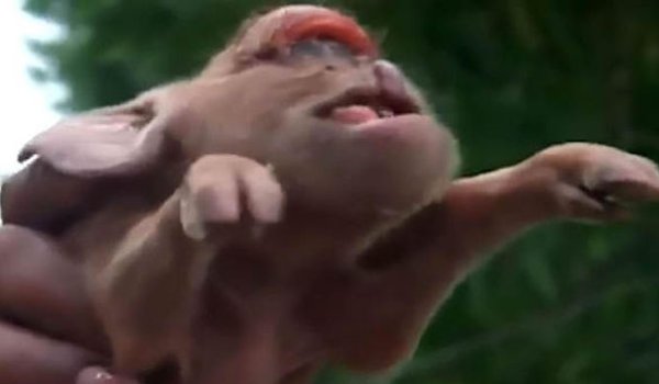 क्यूबा में पैदा हुआ बंदर की तरह दिखने वाला सूअर का बच्चा