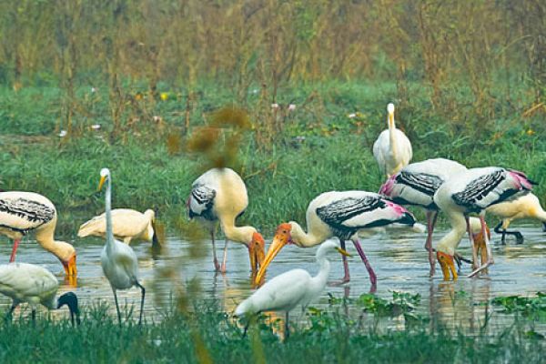 This National Park is not less than a Jannat