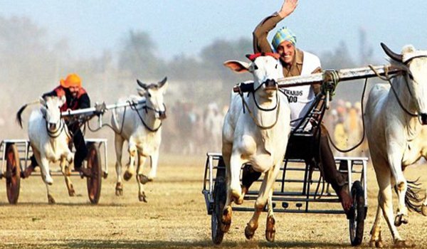 महाराष्ट्र : नया कानून बनने तक बैलगाड़ी रेस प्रतिबंधित महाराष्ट्र : नया कानून बनने तक बैलगाड़ी रेस प्रतिबंधित