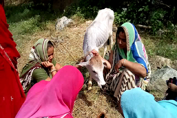 माताओं ने किया गोवत्स पूजन माताओं ने किया गोवत्स पूजन