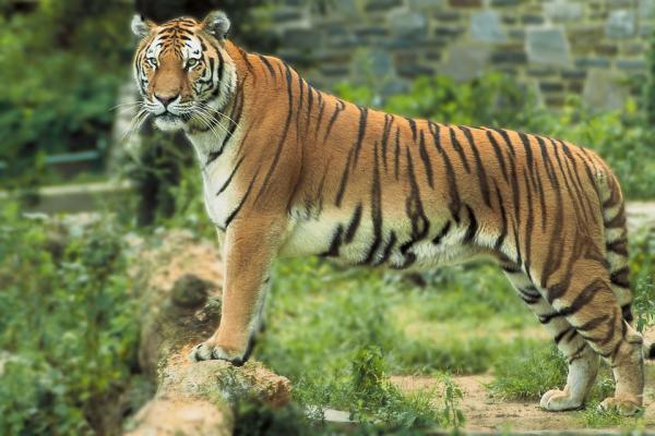 Bengal Tiger can be seen not only in Bengal but also in this place.