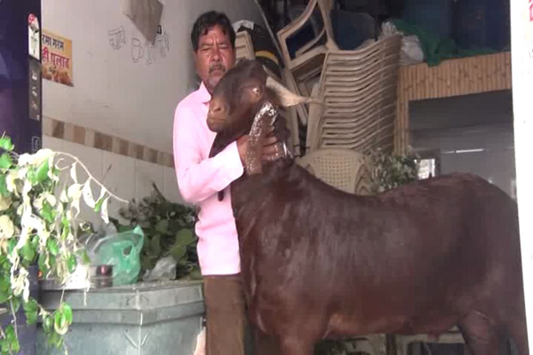 अजमेर से 1 लाख 10 हजार में खरीदा गया ये बकरा बना आकर्षण  का केन्द्र