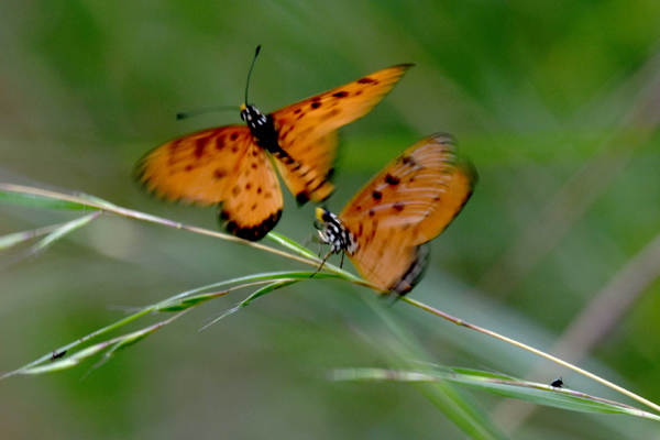 तितलियों का सतरंगी संसार सजा है श्यामपुरा में 