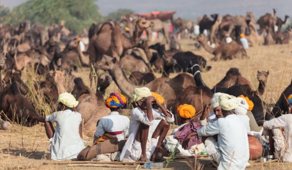 पुष्कर पशु मेला 2017 : तैयारियों में जुटा प्रशासन