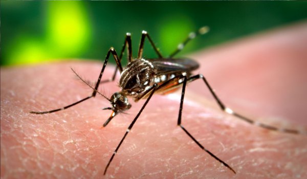 कोटा में डेंगू से तीन की मौत, प्रदेश में अब तक 41 की गई जान