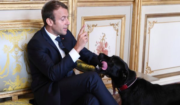 कुत्ते ने सूसू कर फ्रांस के राष्ट्रपति इमानुएल माक्रों को किया शर्मसार