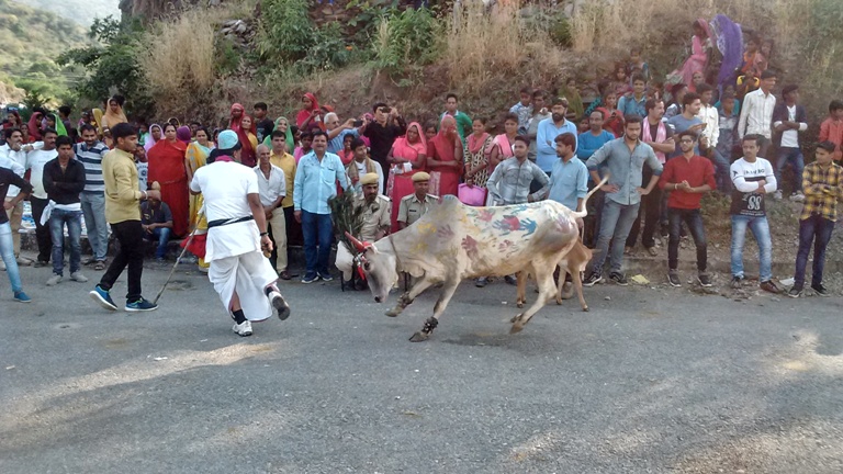 अक्षय नवमी पर श्रीनाथजी के प्राचीन मंदिर घसियार में गोवर्धन पूजा व अन्नकूट 