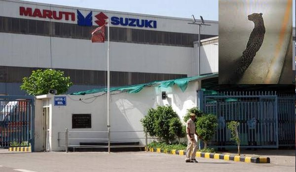 Leopard enters Suzuki's Manesar plant, production hit