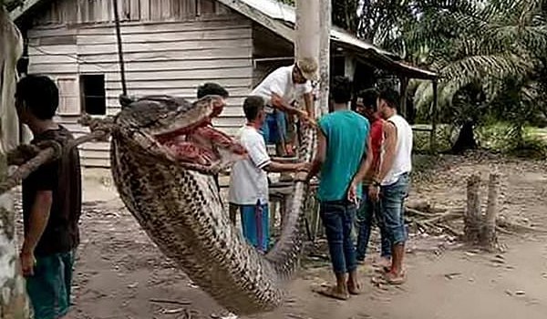 Giant python attacks Indonesian man before being eaten