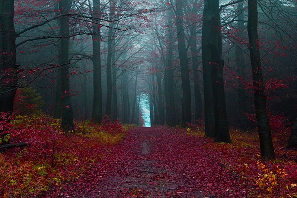 These are the mysterious forests of the world