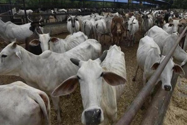 मप्र : 28 दिन में 58 गायों की मौत, भूसे की जांच का आदेश