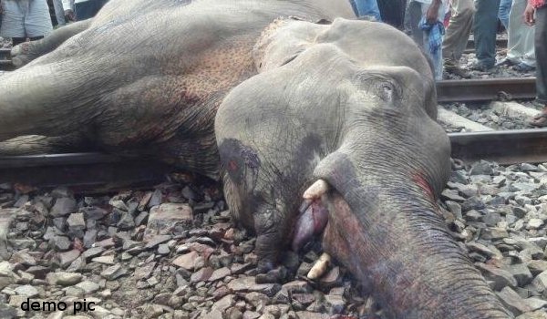 असम में ट्रेन की टक्कर से 6 हाथियों की मौत