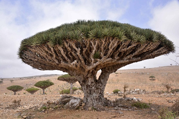 This is the world's most awkward-poor tree This is the world's most awkward-poor tree