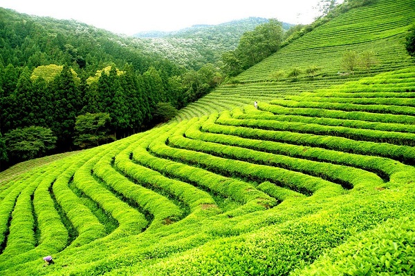 This is the world's most beautiful tea plantation