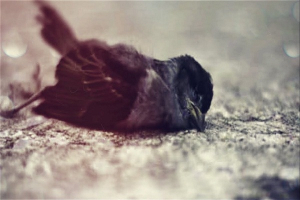 India's place where birds do collective suicides India's place where birds do collective suicides