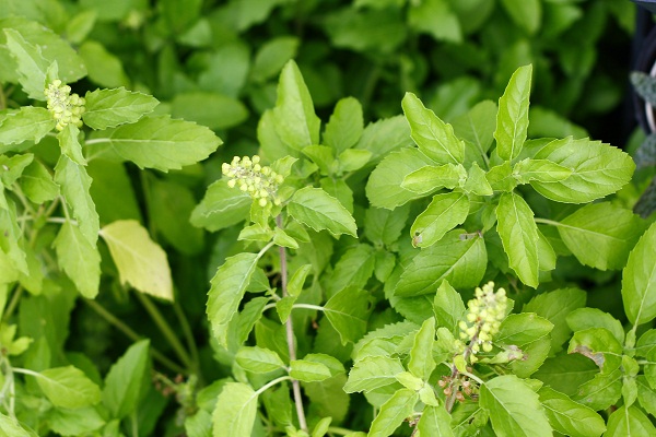 Basil is beneficial for health