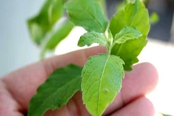 Basil leaves give relief from the problem of white stains