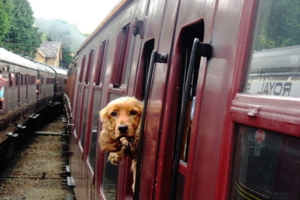 Fines of Rs 2500 charged on dog without traveling in train