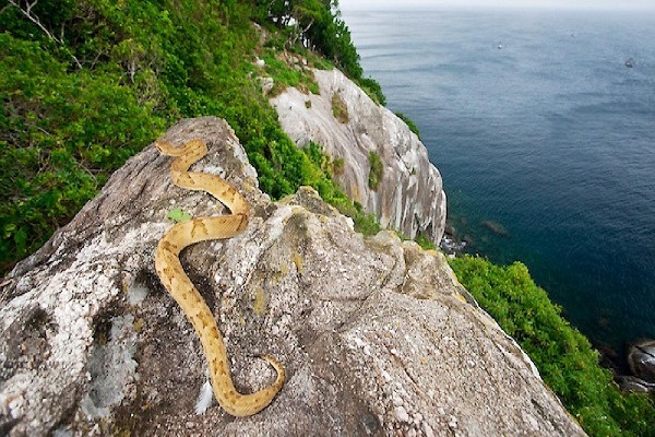 The big giants also shake when they go to Brazil's jugular island