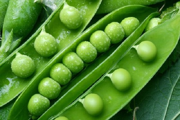 WOW! Eating raw peas is so beneficial