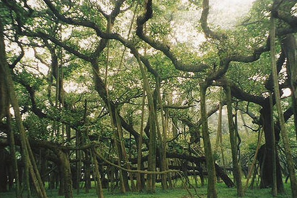 This is a unique tree in the world! A forest itself