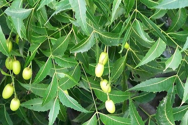 To live healthy, put these trees in the house