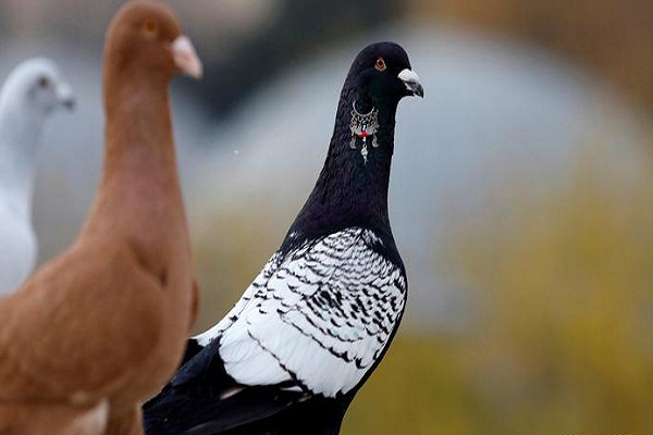You will be surprised to know the value of this pigeon.