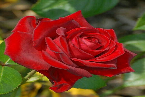 The Treasure of Health is the Flower of Gulab